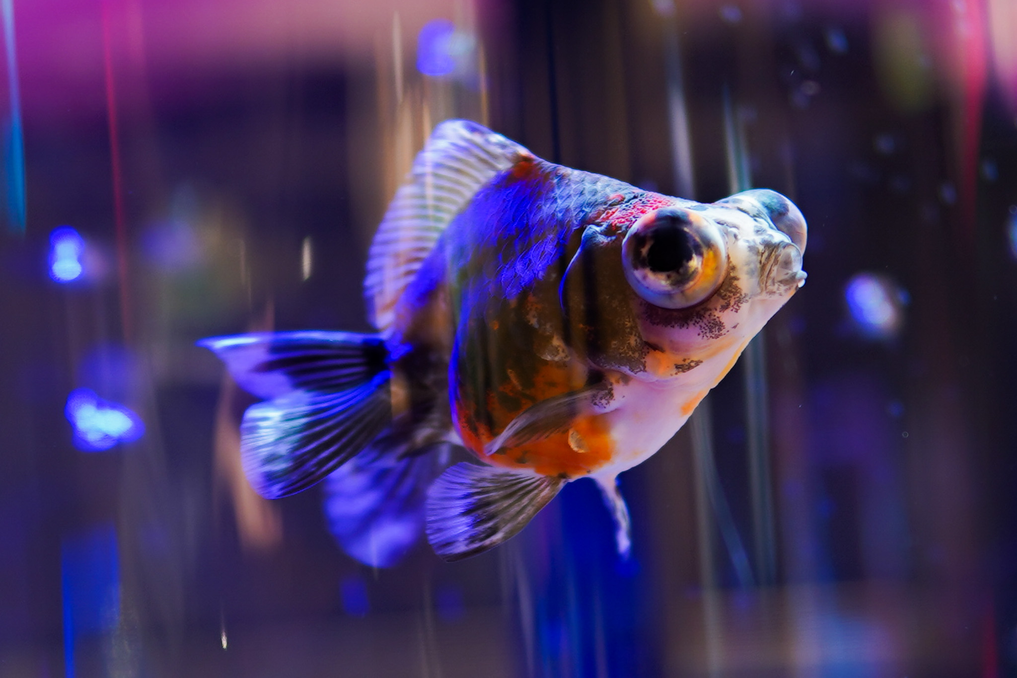 キングジョウモン金ラメ テレスドン、モスラ蓄光 激安 最後の1点